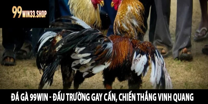 Đá Gà 99win - Đấu Trường Gay Cấn, Chiến Thắng Vinh Quang