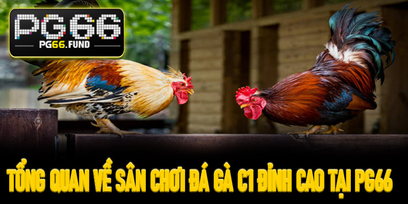 Tổng quan về sân chơi đá gà c1 đỉnh cao tại PG66