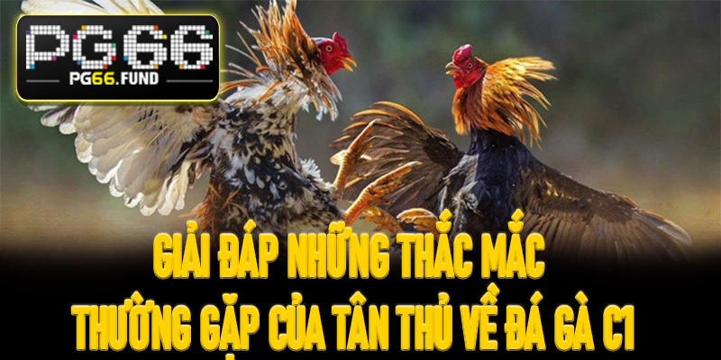 Giải đáp những thắc mắc thường gặp của tân thủ về đá gà C1